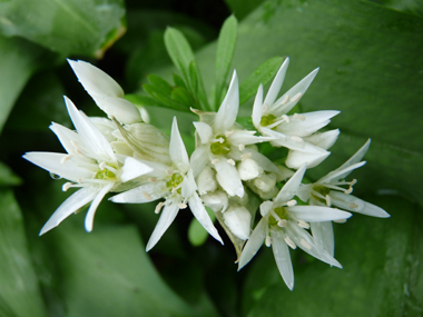 Fleurs très blanches à six sépales en fausse ombrelle. Agrandir dans une nouvelle fenêtre (ou onglet)